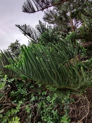 Araucaria heterophylla