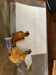 Lactifluus glaucescens