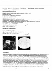 Lactifluus glaucescens