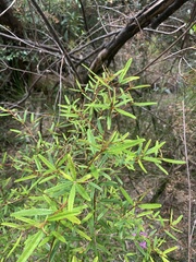 Phebalium squamulosum