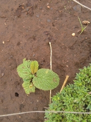 Berkheya setifera