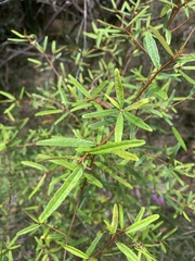 Phebalium squamulosum