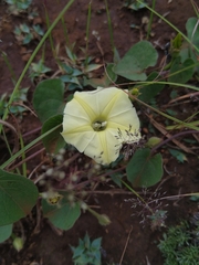 Ipomoea obscura