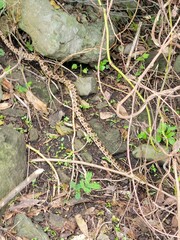 Protobothrops mucrosquamatus