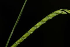 Urochloa plantaginea