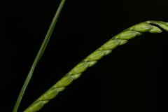 Urochloa plantaginea