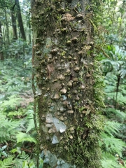 Zanthoxylum brachyacanthum