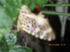 Symbrenthia hypselis