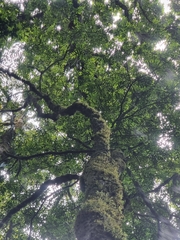 Zanthoxylum brachyacanthum