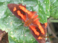 Symbrenthia hypselis