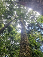 Zanthoxylum brachyacanthum