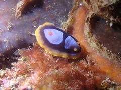 Chromodoris westraliensis