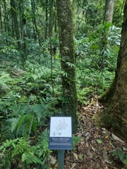 Zanthoxylum brachyacanthum