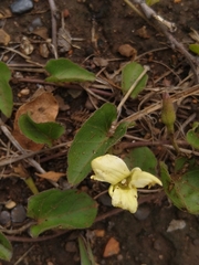 Hibiscus aethiopicus