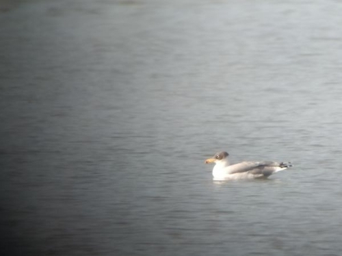 Pallas’s Gull / Great Black-headed Gull｜渔鸥 参考照片