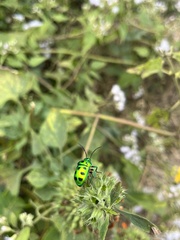 Chrysocoris purpureus