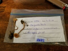 Lactarius subserifluus