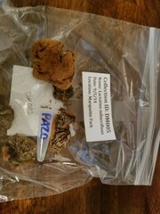 Lactarius subserifluus