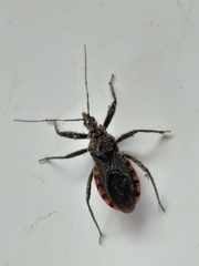 Rhynocoris tristis