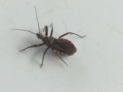 Rhynocoris tristis