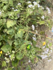 Chrysocoris purpureus