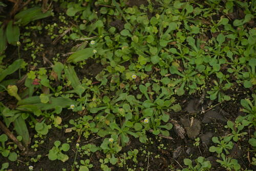 Erigeron bellioides observed 2022-12-08