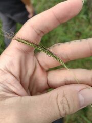 Dichanthium aristatum