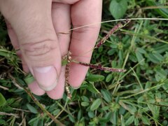 Paspalum fimbriatum