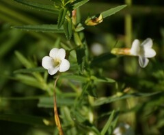 Gratiola officinalis