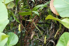 Nepenthes gracilis