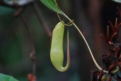 Nepenthes gracilis