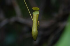 Nepenthes gracilis