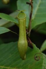 Nepenthes gracilis