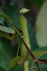 Nepenthes gracilis