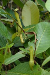 Nepenthes gracilis