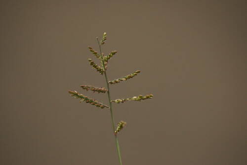 Urochloa reptans observed 2022-12-08