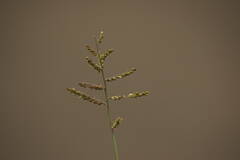 Urochloa reptans
