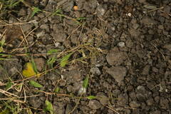 Urochloa reptans