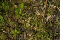 Urochloa reptans