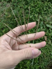 Dichanthium annulatum annulatum
