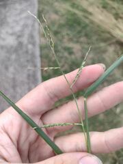 Urochloa distachya