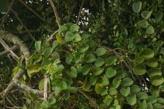 Cissus rotundifolia