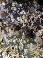 Onchidoris bilamellata