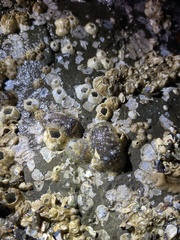 Onchidoris bilamellata