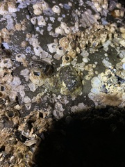 Onchidoris bilamellata