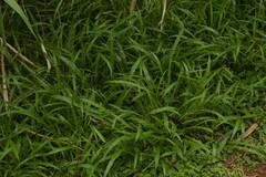 Paspalum langei