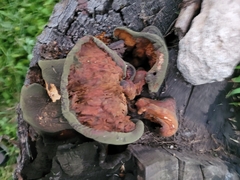 Pseudomerulius curtisii