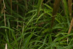 Paspalum langei