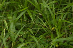 Paspalum langei