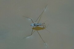 Limnogonus